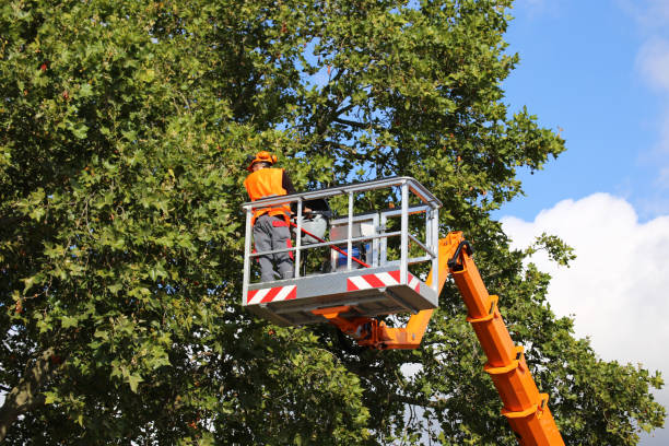 Best Storm Damage Tree Cleanup  in Leisure World, MD