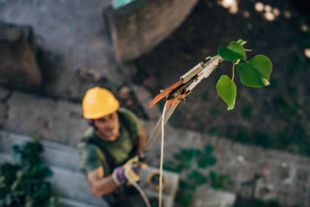 Best Leaf Removal  in Leisure World, MD