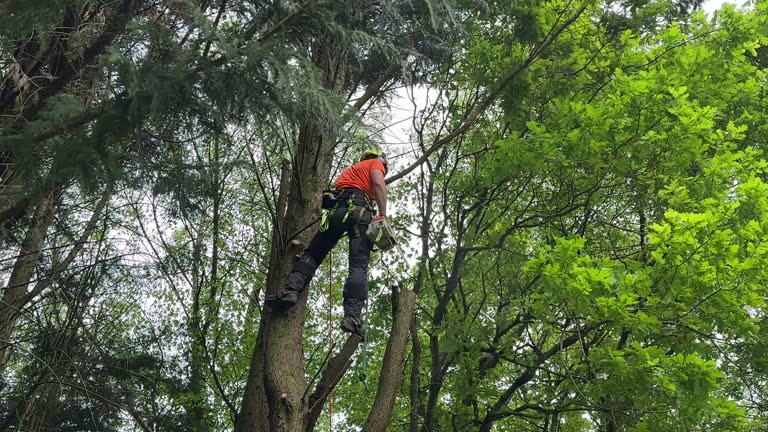 Best Tree and Shrub Care  in Leisure World, MD