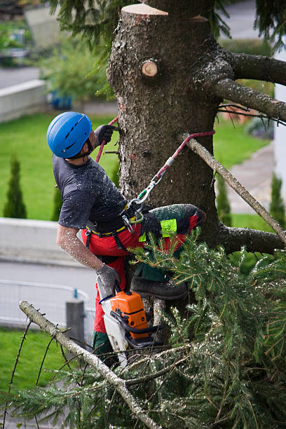 Best Tree Maintenance Programs  in Leisure World, MD