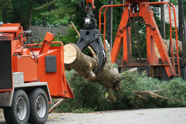 Best Seasonal Cleanup (Spring/Fall)  in Leisure World, MD