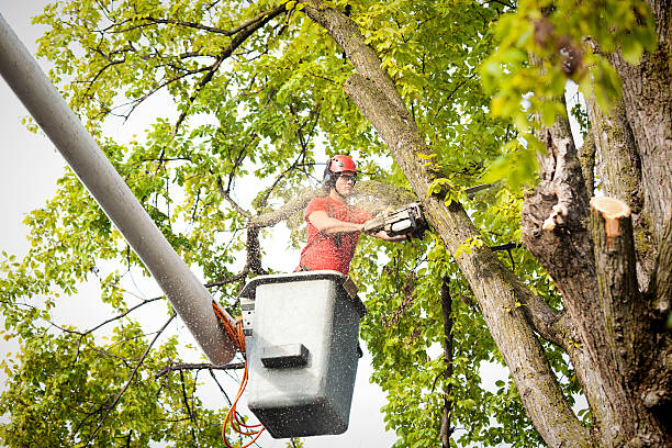 Professional Tree Removal in Leisure World, MD