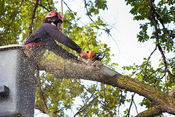 Best Commercial Tree Services  in Leisure World, MD
